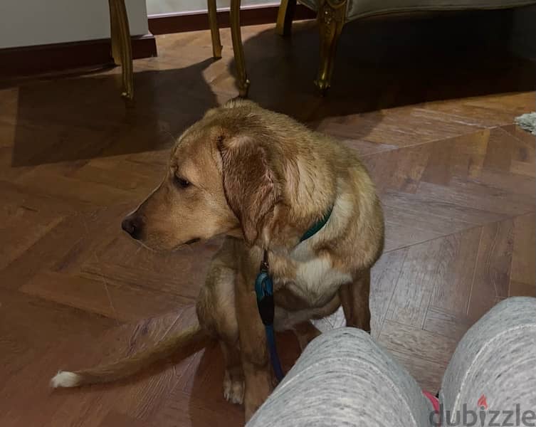 6 month old female Labrador Retriever 5