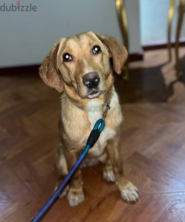 6 month old female Labrador Retriever 6