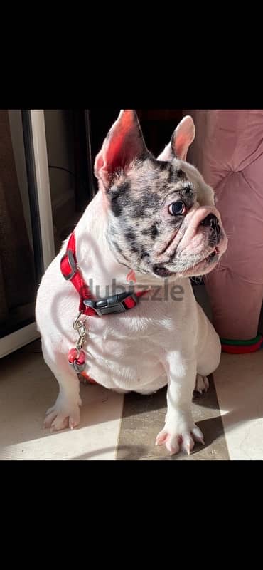 female frenchbulldog