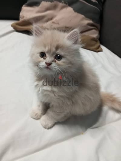 shirazi kitten شيرازي