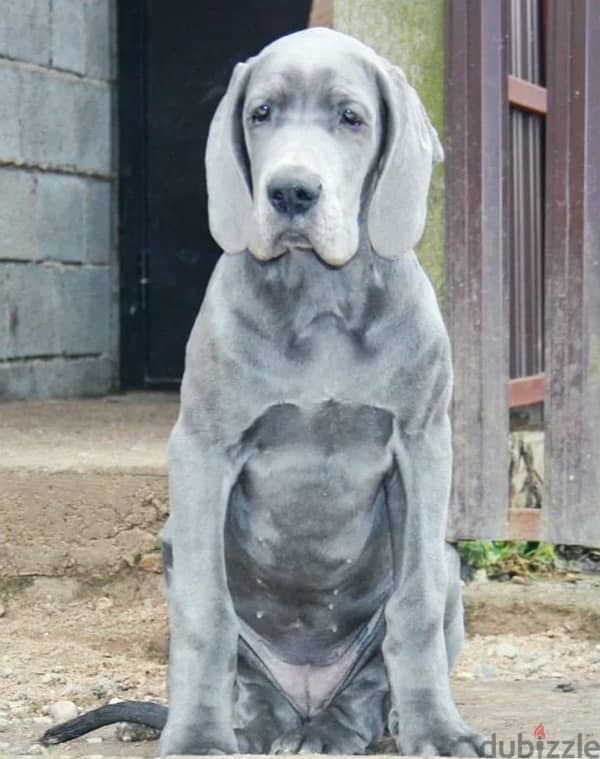 Great Dane blue color female from Russia 0