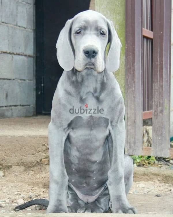 Great Dane blue color female from Russia 1