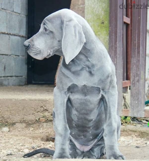 Great Dane blue color female from Russia 3