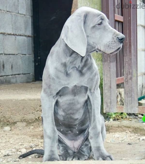 Great Dane blue color female from Russia 4