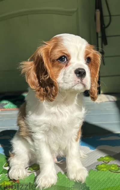 Cavalier King Charles spaniel puppy boy from Russia