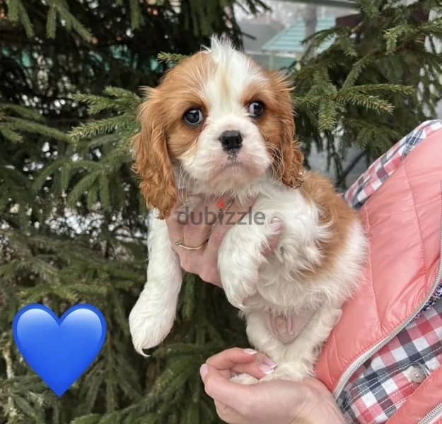 Cavalier King Charles spaniel puppy boy from Russia 1