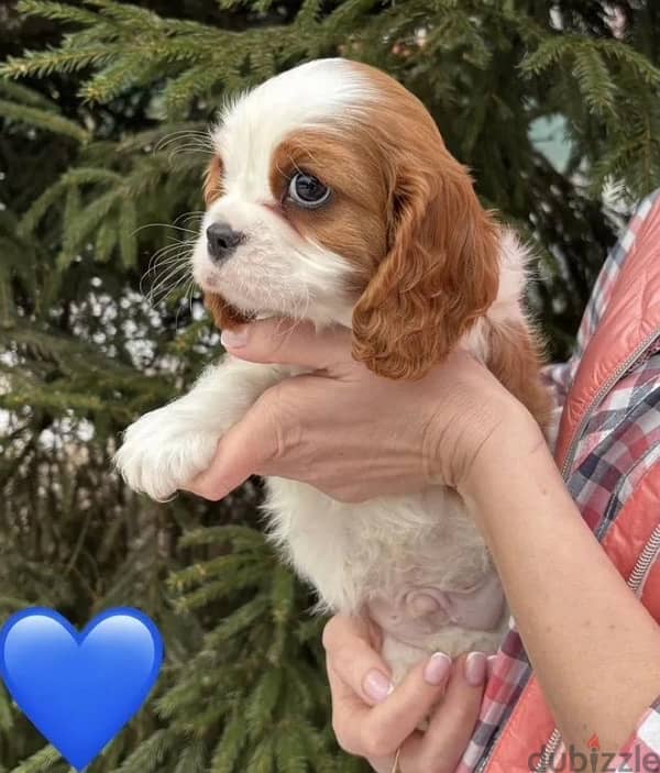 Cavalier King Charles spaniel puppy boy from Russia 2