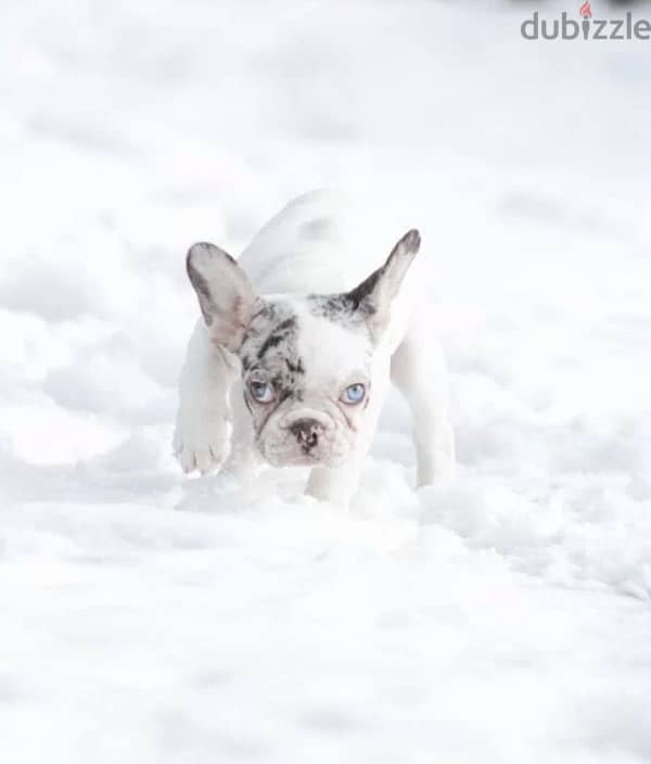 French mini bulldog puppy female from Russia 0