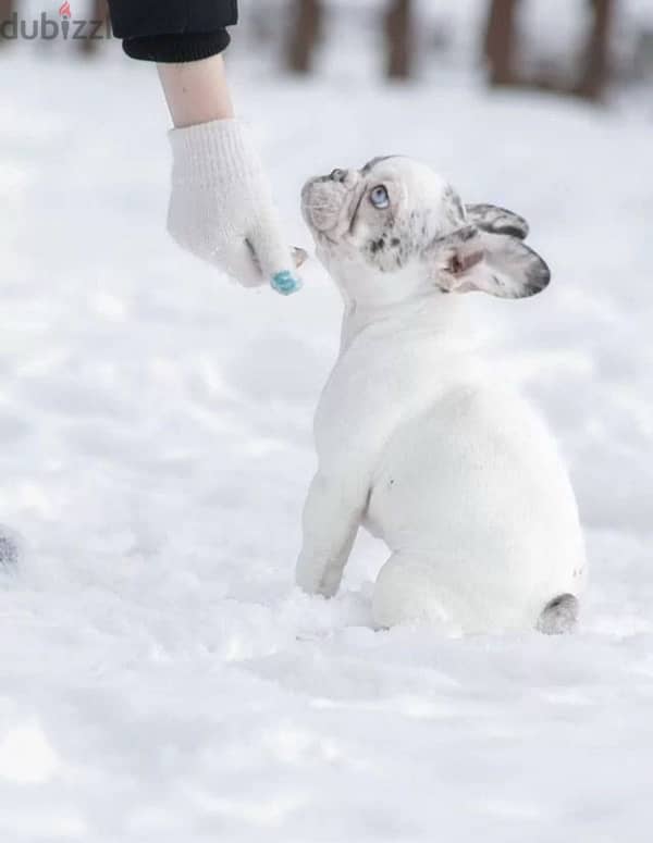 French mini bulldog puppy female from Russia 6