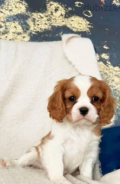 Cavalier King Charles spaniel puppy boy from Russia