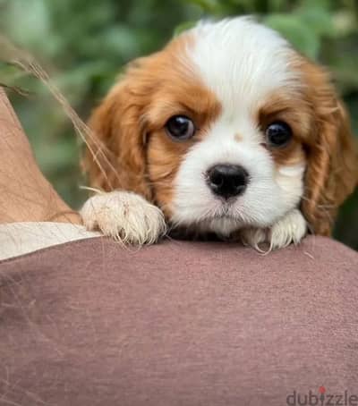 Cavalier Charles puppy boy from Russia