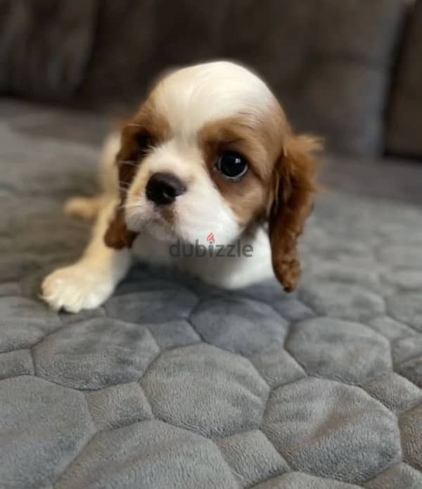 Cavalier Charles puppy boy from Russia 1