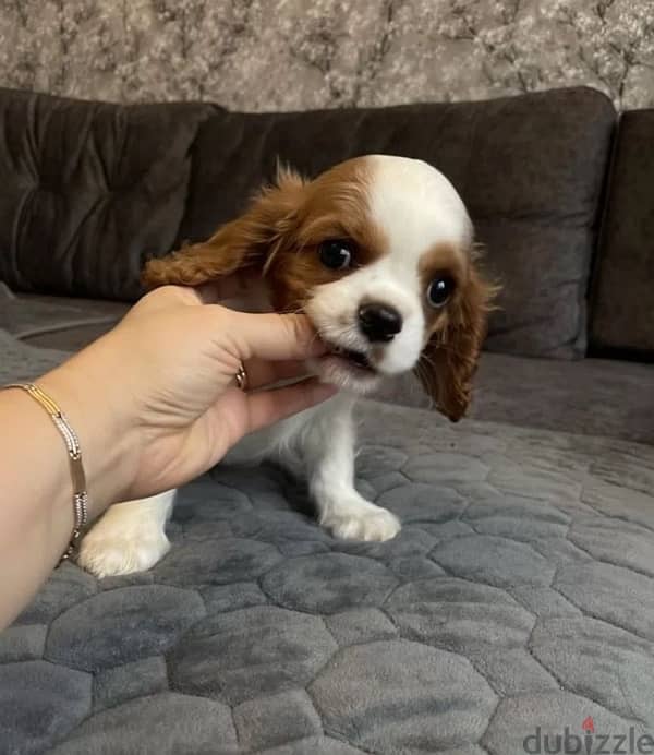 Cavalier Charles puppy boy from Russia 2