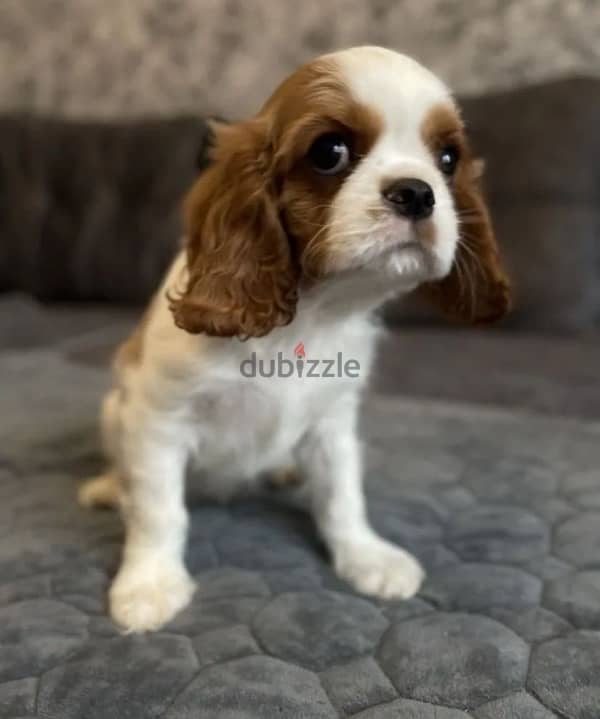 Cavalier Charles puppy boy from Russia 3