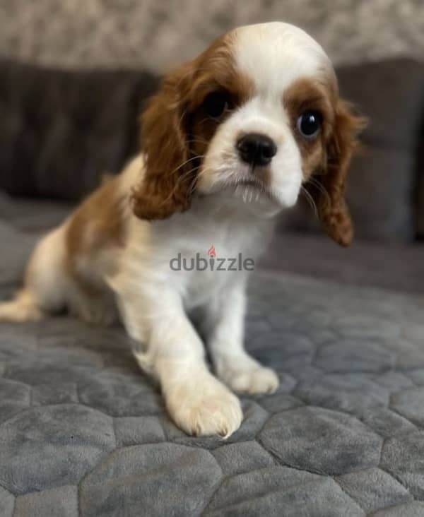 Cavalier Charles puppy boy from Russia 4