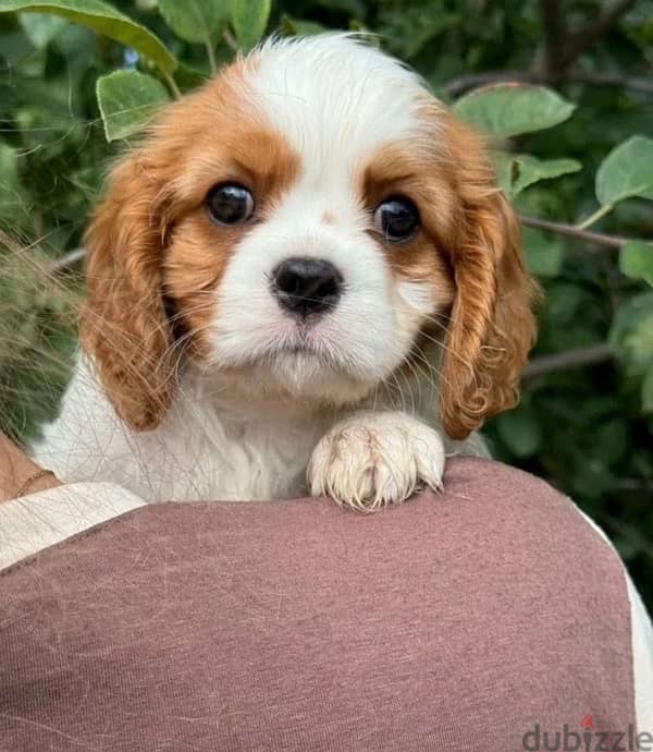 Cavalier Charles puppy boy from Russia 5