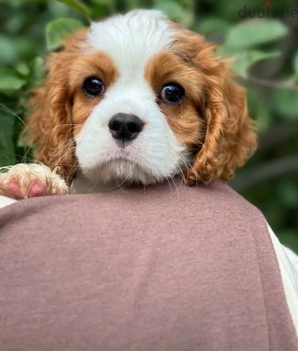 Cavalier Charles puppy boy from Russia 6