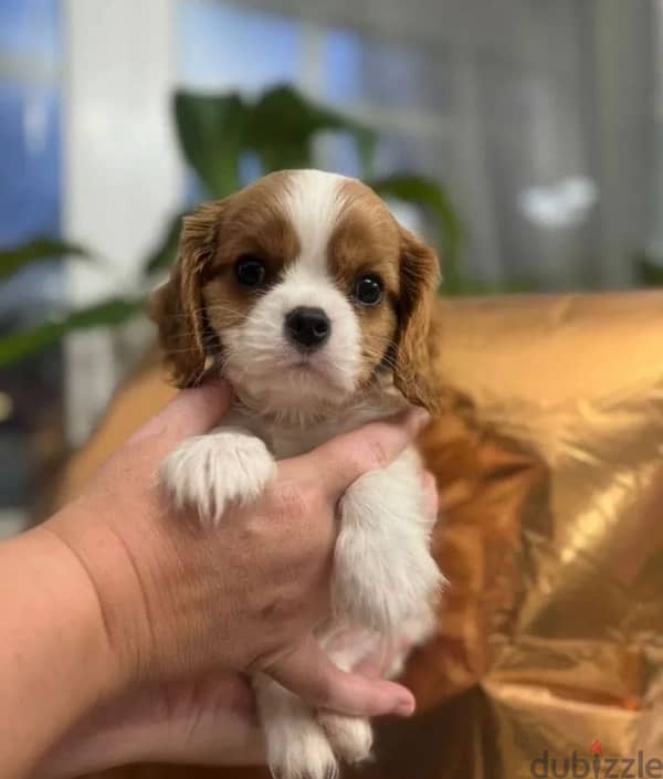 Cavalier Charles spaniel puppy boy from Russia 0