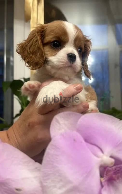 Cavalier Charles spaniel puppy boy from Russia 1