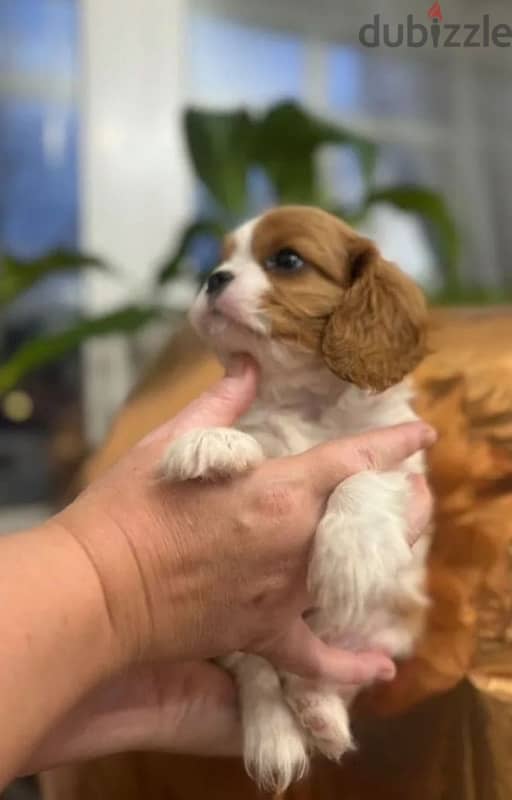 Cavalier Charles spaniel puppy boy from Russia 2