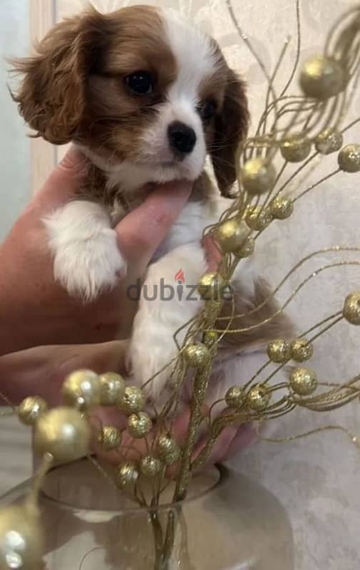 Cavalier Charles spaniel puppy boy from Russia 3