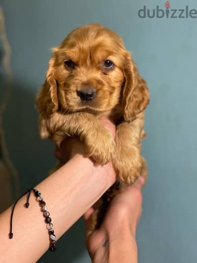 premium quality cocker spaniel puppies كوكر