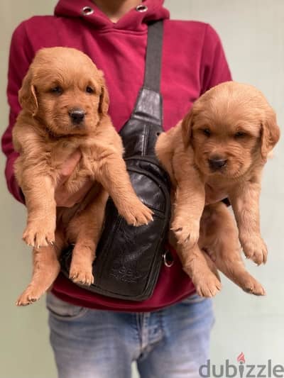 golden retriver puppies جراوي جولدن