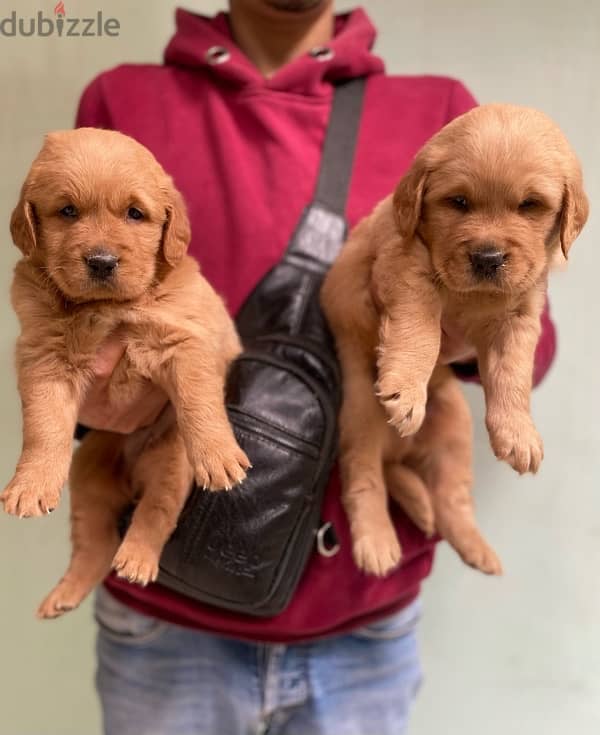 golden retriver puppies جراوي جولدن 1