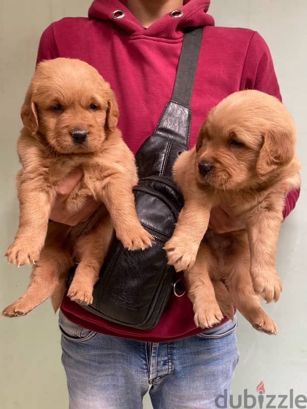 golden retriver puppies جراوي جولدن 2