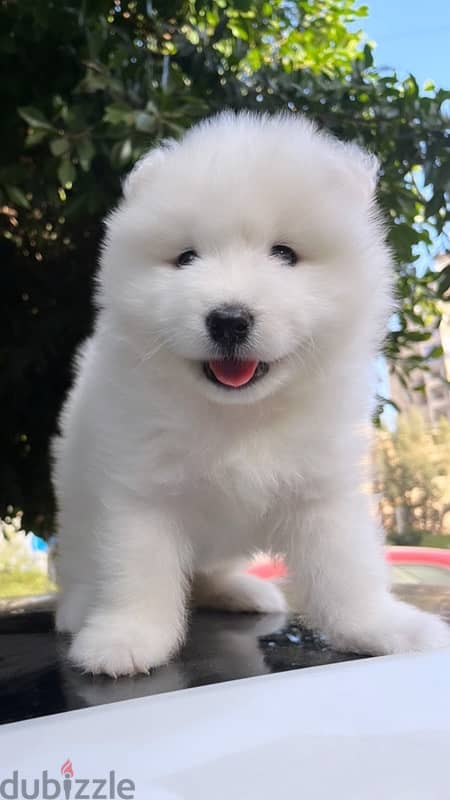 samoyed puppies جراء سامويد 1