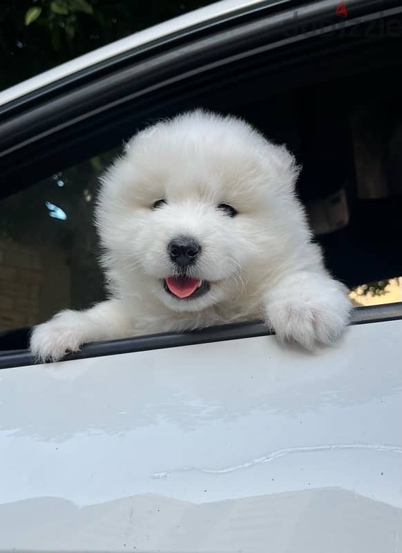 samoyed puppies جراء سامويد 2