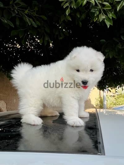 samoyed puppies جراء سامويد