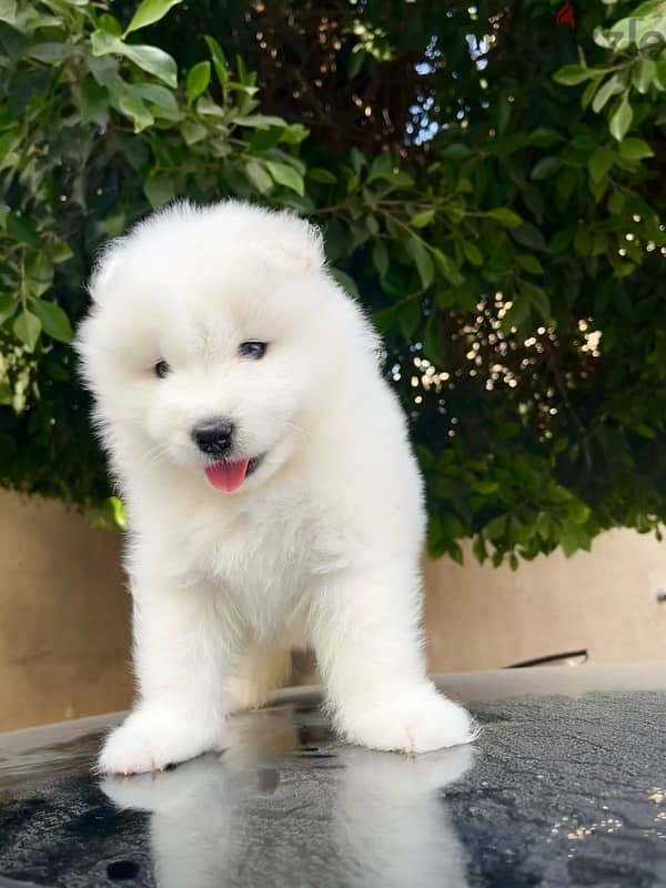 samoyed puppies جراء سامويد 3