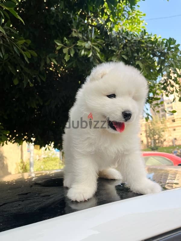 samoyed puppies جراء سامويد 4