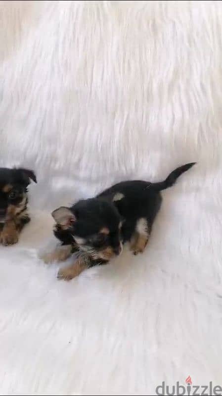 2 female yorkshire puppies / جراوي يوركشاير 0