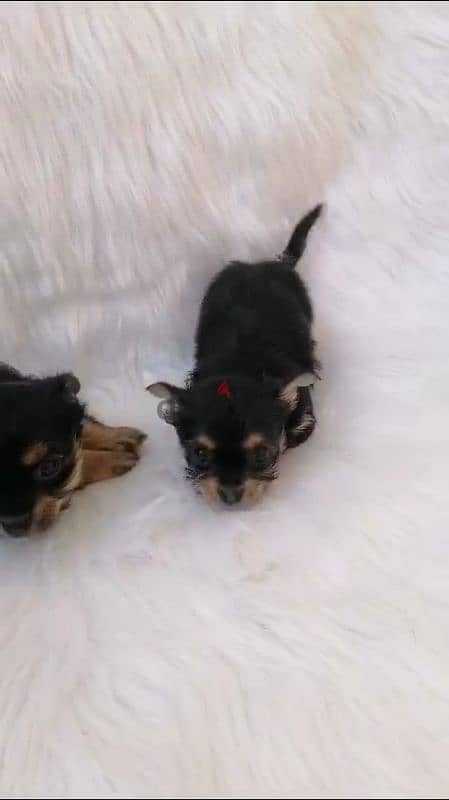 2 female yorkshire puppies / جراوي يوركشاير 1