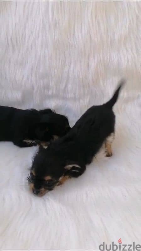 2 female yorkshire puppies / جراوي يوركشاير 2