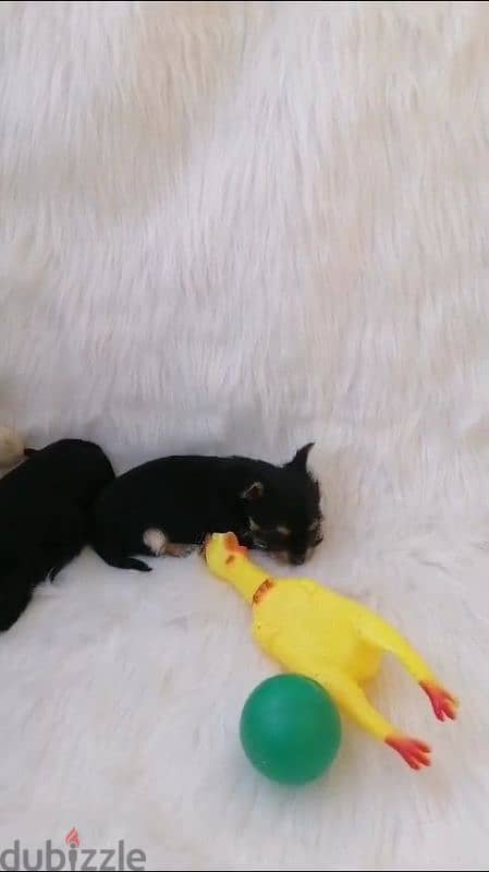 2 female yorkshire puppies / جراوي يوركشاير 4