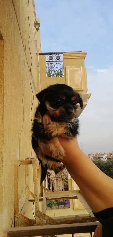 جراوي يورك شاير / يوركشاير / yorkshire puppy / mini / yorkie