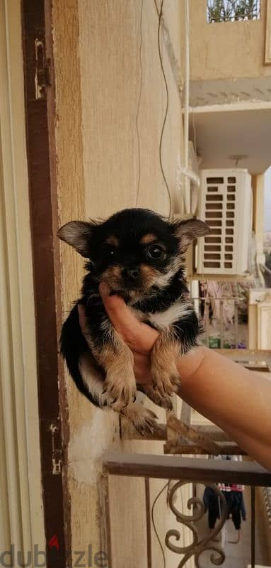 جراوي يورك شاير / يوركشاير / yorkshire puppy / mini / yorkie 2