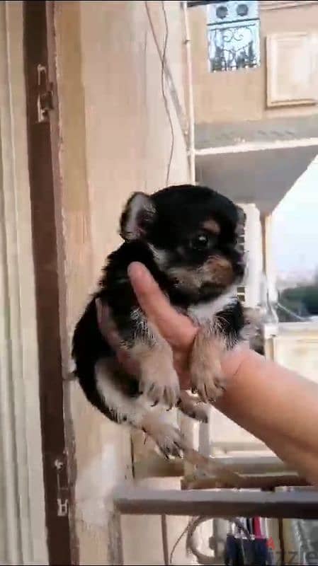 جراوي يورك شاير / يوركشاير / yorkshire puppy / mini / yorkie 3