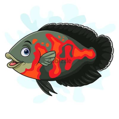 سمك زينة نوع اوسكار حجم كبير Oscar Fish