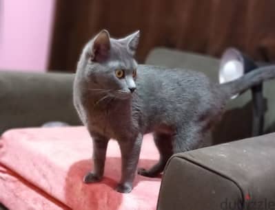 russian blue cats