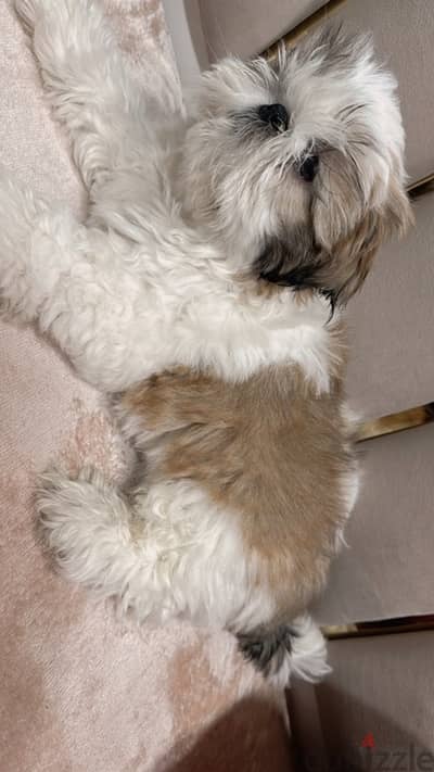 shih tzu puppy for sale