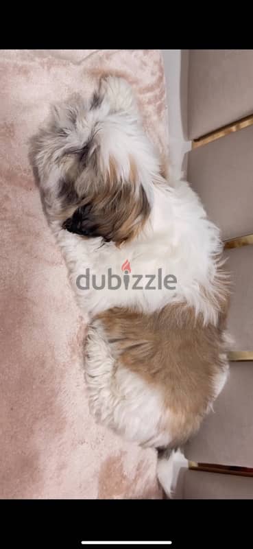 shih tzu puppy for sale 1