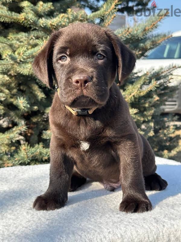 chocolate Labrador Dog for sale From Europe 2