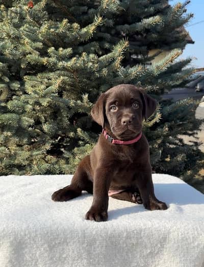 chocolate Labrador Female for sale From Europe