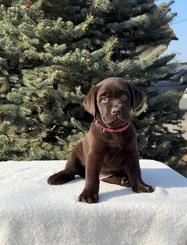 chocolate Labrador Female for sale From Europe 0