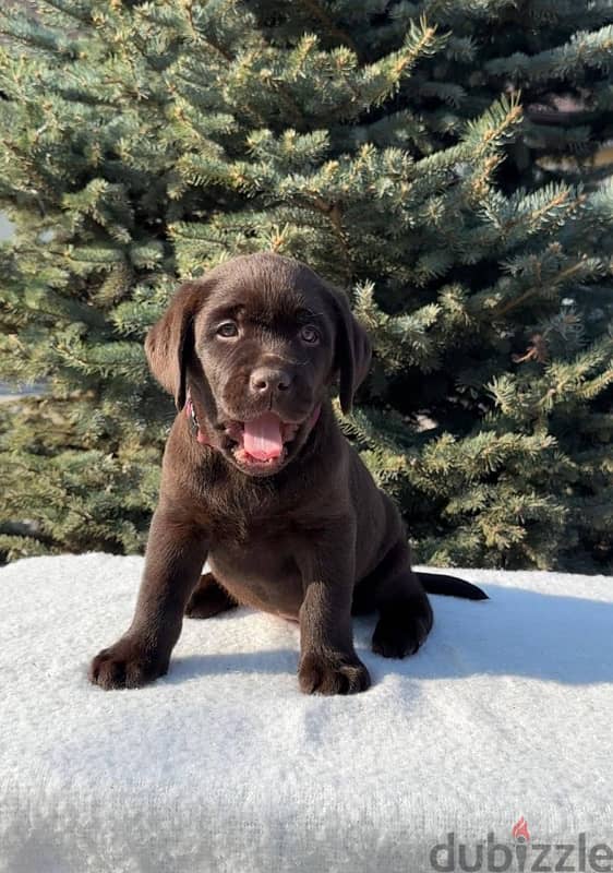 chocolate Labrador Female for sale From Europe 1