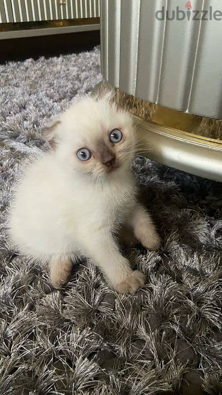 Scottish fold boy 45 days old 0